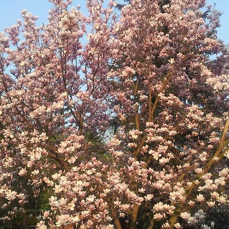 Pensjonat Alte Muehle 3*